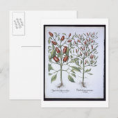 Planten van Chili Pepper uit de "Hortus Eystettens Briefkaart (Voorkant / Achterkant)