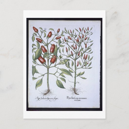 Planten van Chili Pepper uit de "Hortus Eystettens Briefkaart (Voorkant)