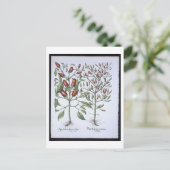 Planten van Chili Pepper uit de "Hortus Eystettens Briefkaart (Staand voorkant)