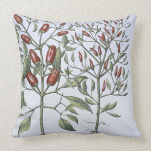 Planten van Chili Pepper uit de "Hortus Eystettens Kussen