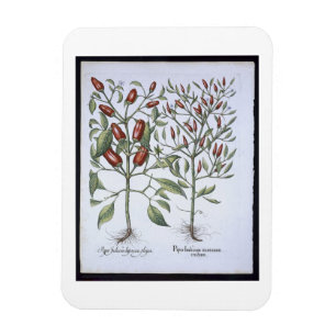 Planten van Chili Pepper uit de "Hortus Eystettens Magneet