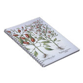 Planten van Chili Pepper uit de "Hortus Eystettens Notitieboek (Rechterzijde)