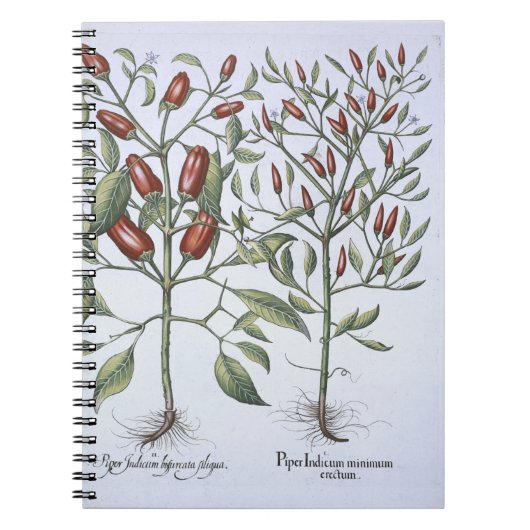 Planten van Chili Pepper uit de "Hortus Eystettens Notitieboek (Voorkant)
