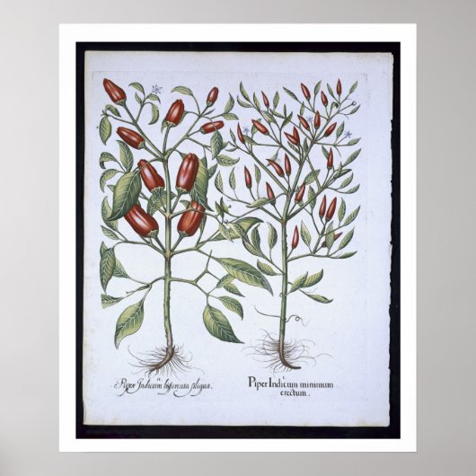 Planten van Chili Pepper uit de "Hortus Eystettens Poster (Voorkant)