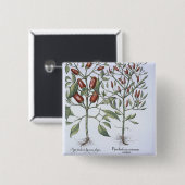 Planten van Chili Pepper uit de "Hortus Eystettens Vierkante Button 5,1 Cm (Voorkant /achterkant)