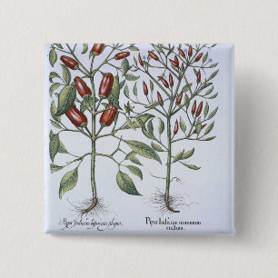 Planten van Chili Pepper uit de "Hortus Eystettens Vierkante Button 5,1 Cm