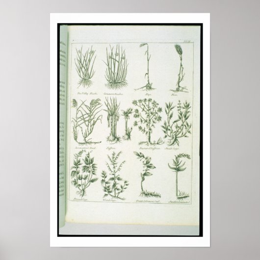 Planten van de Engelse arts en de Comp van Culpepe Poster (Voorkant)