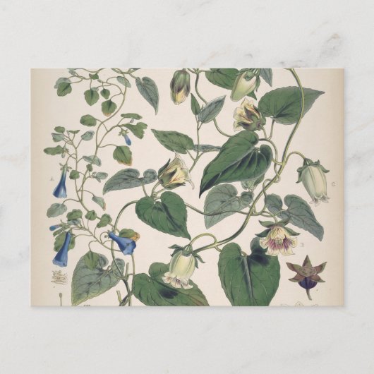 Planten van de Himalaya-botanie Feestdagenkaart (Voorkant)