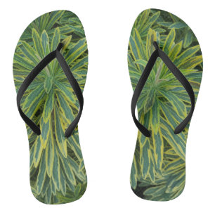 Planten van de Tropische Splendor Teenslippers