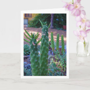 Planten van Eve's Pin Cactus Kaart