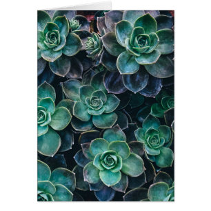 Planten van groene blauwe, succulente cactus opnie