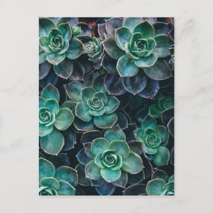 Planten van groene blauwe, succulente cactus opnie briefkaart