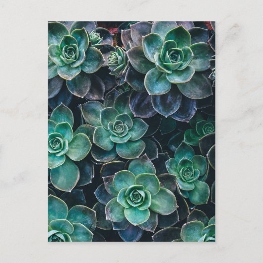 Planten van groene blauwe, succulente cactus opnie briefkaart (Voorkant)