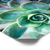 Planten van groene blauwe, succulente cactus opnie poster (Hoek)