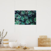 Planten van groene blauwe, succulente cactus opnie poster (Keuken)