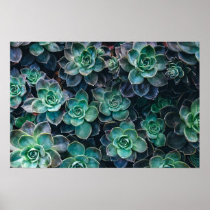 Planten van groene blauwe, succulente cactus opnie poster