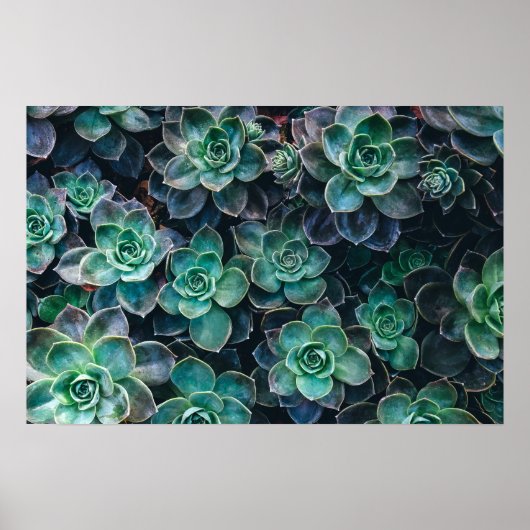 Planten van groene blauwe, succulente cactus opnie poster (Voorkant)