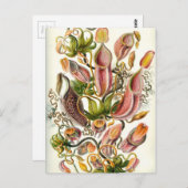  Planten van Pitcher Briefkaart (Voorkant / Achterkant)