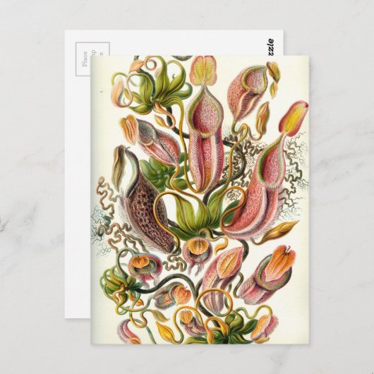 Planten van Pitcher Briefkaart (Voorkant / Achterkant)