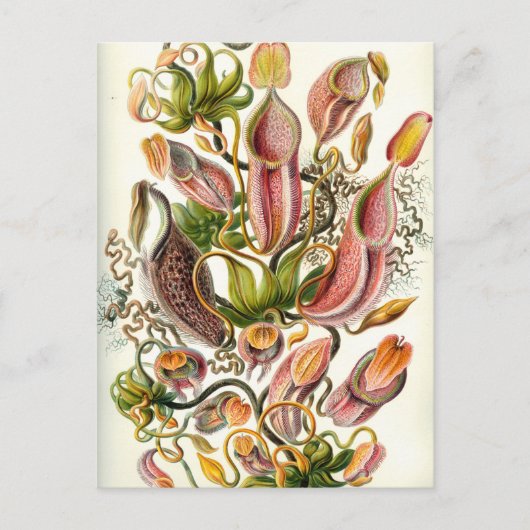  Planten van Pitcher Briefkaart (Voorkant)