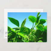 Planten van sojabonen groeien onder het Briefkaart (Voorkant / Achterkant)