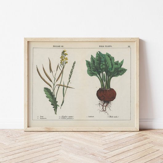 Planten van voedergewassen of veldgewassen | Charl Poster