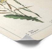 Planten van voedergewassen of veldgewassen | Charl Poster (Hoek)