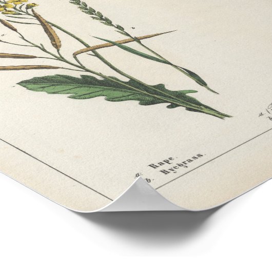 Planten van voedergewassen of veldgewassen | Charl Poster (Hoek)