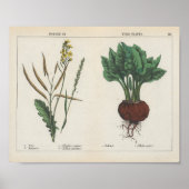 Planten van voedergewassen of veldgewassen | Charl Poster (Voorkant)