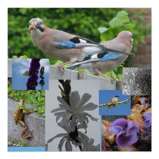 Planten van vogeldieren Collage Square Poster (Voorkant)
