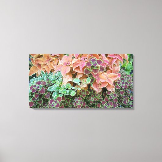 Planten voor kleurrijke regenboog canvas afdruk (Voorkant)