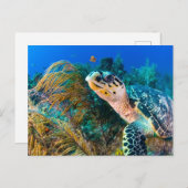 Planten voor schildpad en onderwater van zee, vis briefkaart (Voorkant / Achterkant)