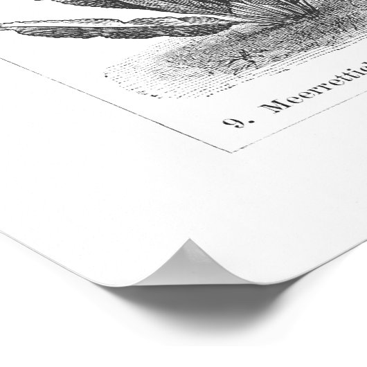  plantgoed, botanisch Duits Poster (Hoek)