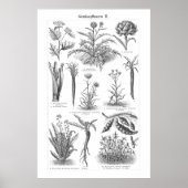  plantgoed, botanisch Duits Poster (Voorkant)