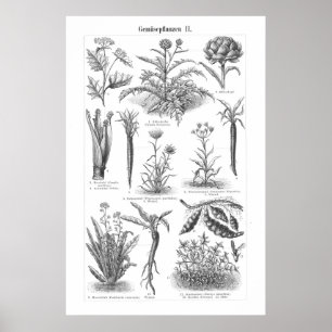 plantgoed, botanisch Duits Poster