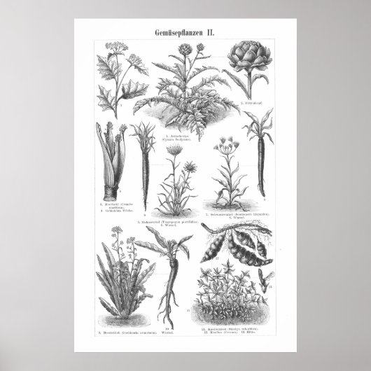  plantgoed, botanisch Duits Poster (Voorkant)