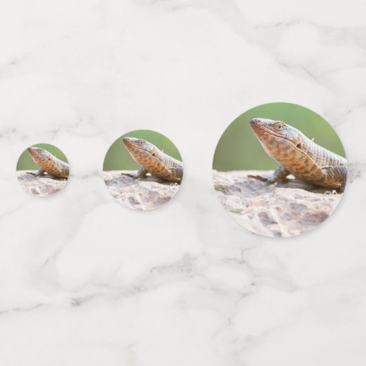 Planthagedis Confetti (Voorkanten)
