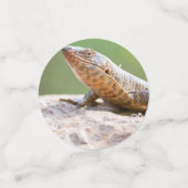 Planthagedis Confetti (Kleine voorkant)