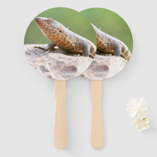 Planthagedis Handwaaier (Voorkant en achterkant)