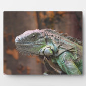 Plaque met kleurrijke Iguana-hagedis Fotoplaat (Voorkant)