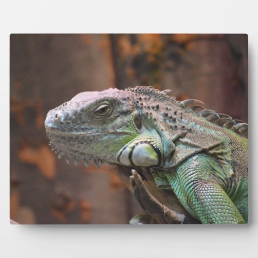 Plaque met kleurrijke Iguana-hagedis Fotoplaat (Voorkant)