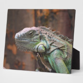 Plaque met kleurrijke Iguana-hagedis Fotoplaat (Zijkant)
