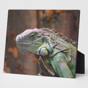 Plaque met kleurrijke Iguana-hagedis Fotoplaat