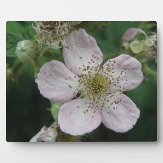 Plaque met macroafbeelding van bloem van braamstru fotoplaat (Voorkant)