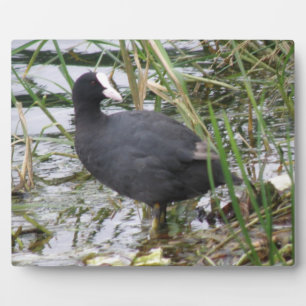 Plaquette meerkoet op de rivieroever fotoplaat