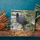 Plaquette meerkoet op de rivieroever fotoplaat (Zijkant)