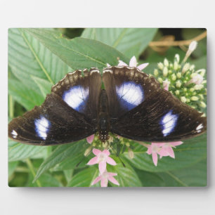 Plaquette met blauwe gespikkelde vlinder fotoplaat