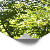 Platanenboom Groene Natuur Poster (Hoek)