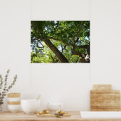 Platanenboom Groene Natuur Poster (Keuken)