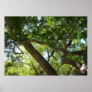 Platanenboom Groene Natuur Poster